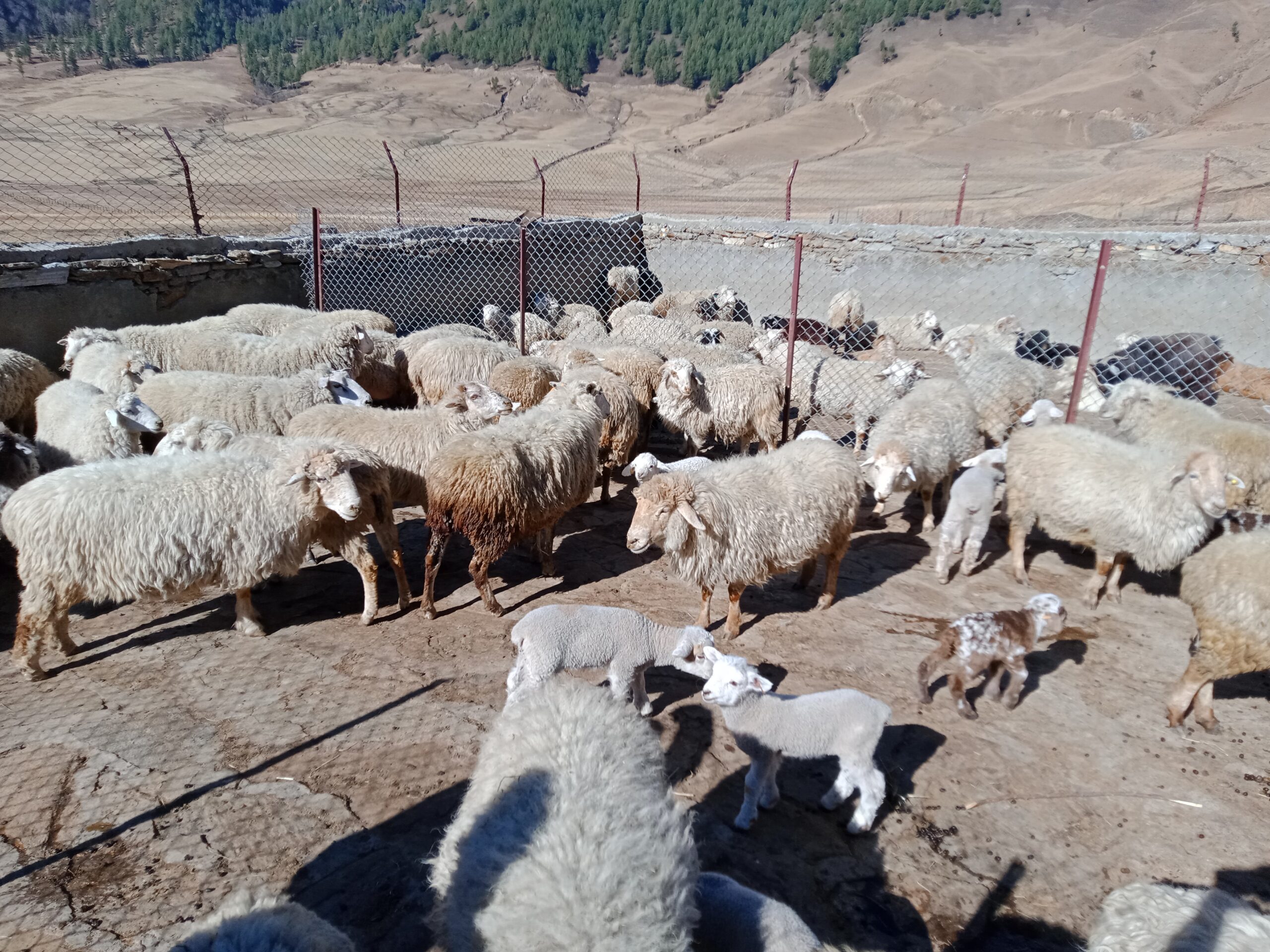 जुम्लाको गुठी जिउलामा रहेको सरकारी भेडा फार्ममा पालिएका भेडाहरु । तस्बिरः केशव समर्पण