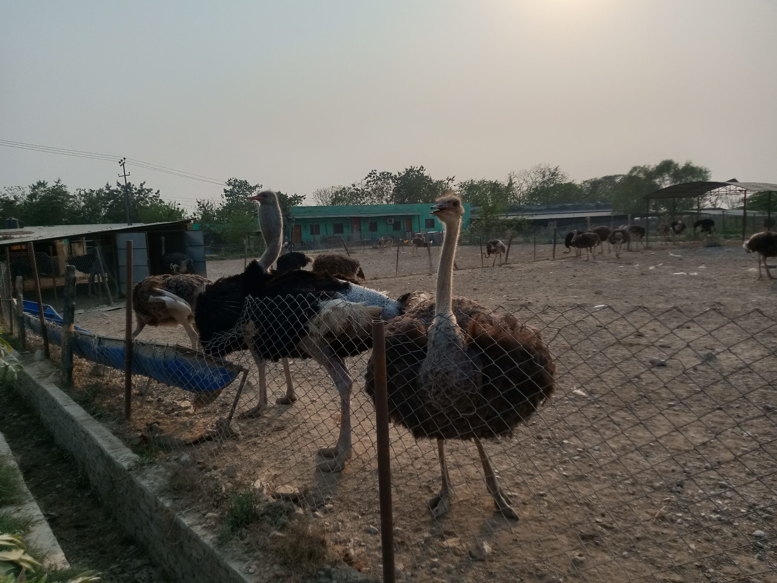 रुपन्देही जिल्लाको एक निजी फार्ममा पालिएको अष्ट्रिज । अष्ट्रिजको अण्डा र मासु बिक्री गरेर आम्दानी लिनुका साथै हेर्न आउनेहरुबाट टिकट शुल्क उठाएरसमेत आम्दानी गर्ने गरिएको छ । तस्बिरः केशव समर्पण